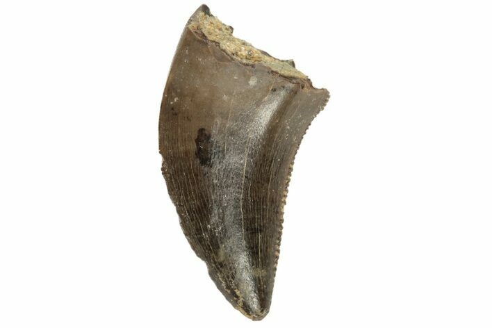 .58" Theropod (Raptor) Tooth - Judith River Formation